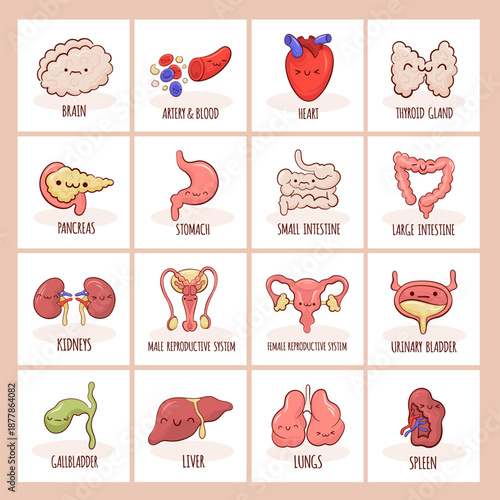 Set of training cards with cartoon style characters of different human internal organs