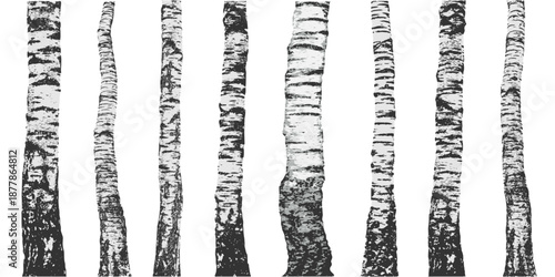Birch tree trunks showing natural texture and black and white contrasting patterns. Vector illustration
