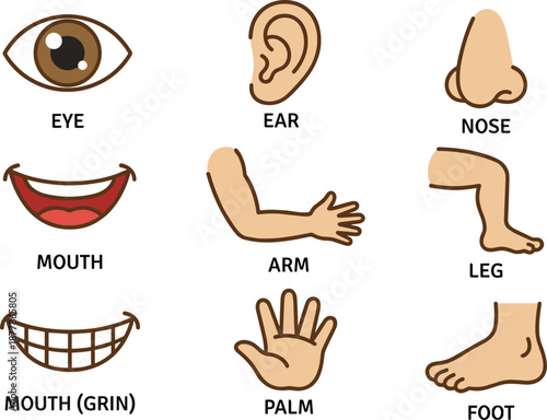 Cartoon human body parts grid, educational anatomy chart, labeled illustration for kids, learning tool, vocabulary teaching aid, flat vector illustration