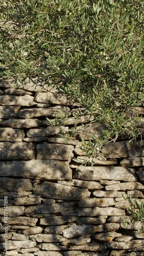 Olive branches casting shadows on dry stone wall texture