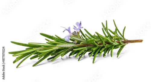 A sprig of rosemary with purple flowers on a png transparent.