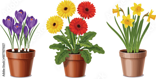 Potted Spring Flower Vector Illustration Set with Crocus, Gerbera, and Daffodil Plants for Garden Decor, Home Interior, and Floral Design Projects