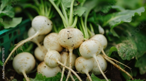 Fresh turnips gathered from the soil exuding earthy charm in a vibrant garden setting