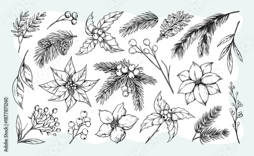 Christmas pine. Vintage winter cone, old thistle branch, black victorian retro graphic. Snow white christmas eucalyptus. Hand drawn rowan berries, conifer and cedar. Vector design elements