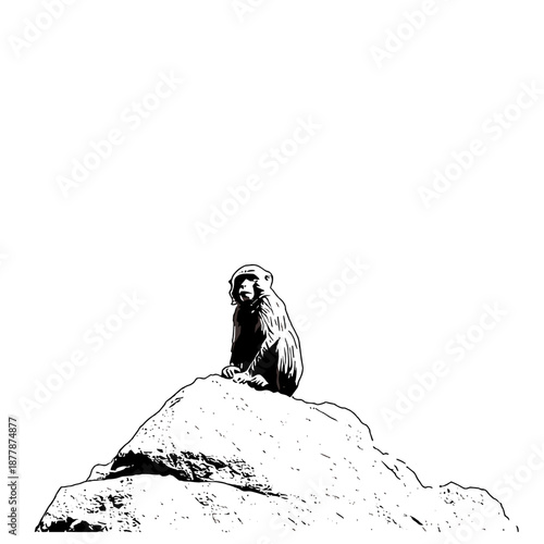 Macaque. Macaque simple black and white line art vector logo