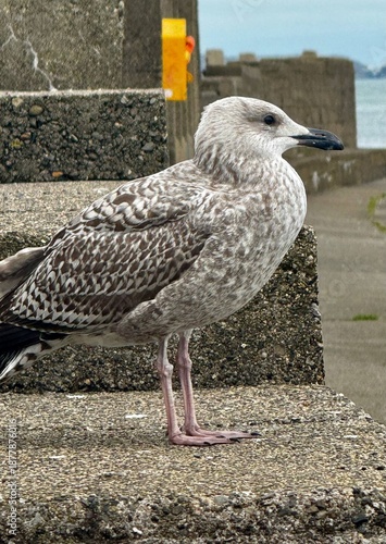 seagull on the pier