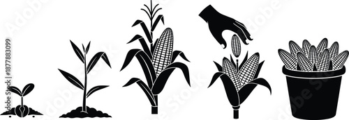 Corn growth stages illustration, maize plant development, harvesting process, black agricultural vector icons, farming lifecycle concept, isolated on white background