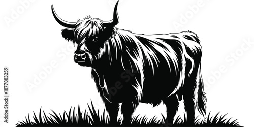 Majestic highland cow standing in grass monochrome vector illustration powerful scottish cattle with long shaggy hair and large horns domestic animal farm wildlife rural countryside livestock agricult