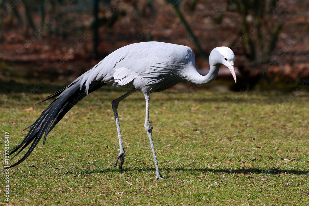 Fototapeta premium Kranich (Grus grus) auch Grauer Kranich in der Natur
