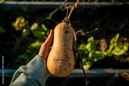 Hand with butternut pumpkin 