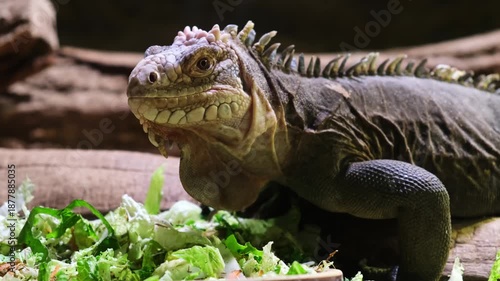 close-up shot of a green iguana eating leaves vegetables a delicious salad looking on camera with concern in zoo