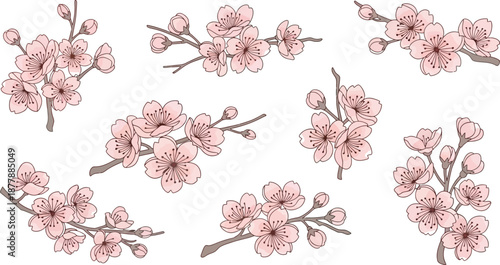Beautiful pink cherry blossom branches set delicate sakura flowers isolated on transparent background for spring nature design
