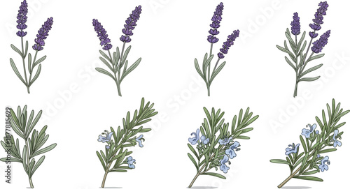 Collection of detailed lavender and rosemary herb sprigs with delicate flowers and leaves on transparent background