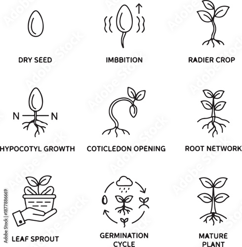 Seed germination line icons dry seed, imbibition, radicle emergence, hypocotyl growth, cotyledon opening, root network, leaf sprout, germination cycle