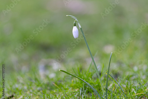 Cuadro en lienzo Close-up of a single delicate snowdrop with a white bud, still closed snowdrop f