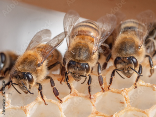 Bienen sitzen auf leerer Wabe
