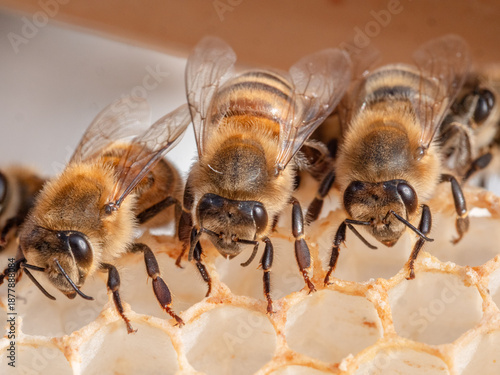 Bienen ohne Honig