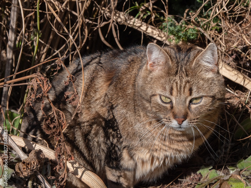 getigerter Kurzhaar Kater im Gebüsch