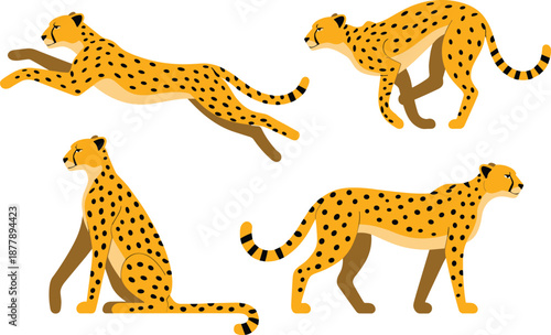 Cheetah vector illustration, wild animal poses, leaping, walking, sitting, standing, yellow coat, black spots, speed, agility, wildlife, predator, feline
