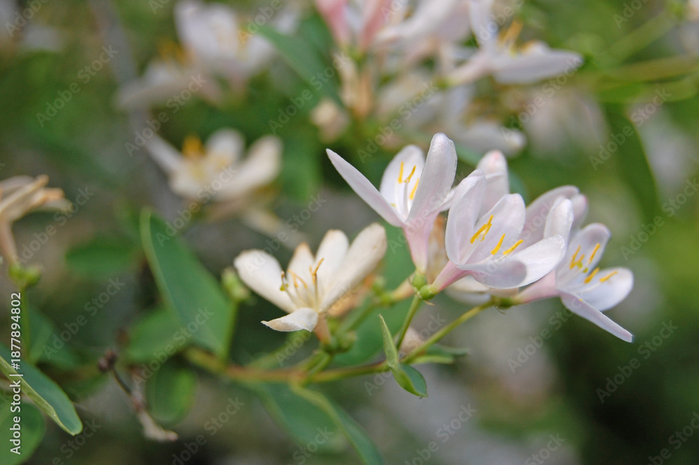 Fototapeta premium Close-up of White Honeysuckle Flowers. Moppoy. Lonicera morrowii.