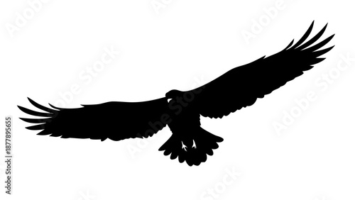 Detailed silhouette of an eagle with wings spread wide in flight, hunting pose, soaring bird vector illustration.