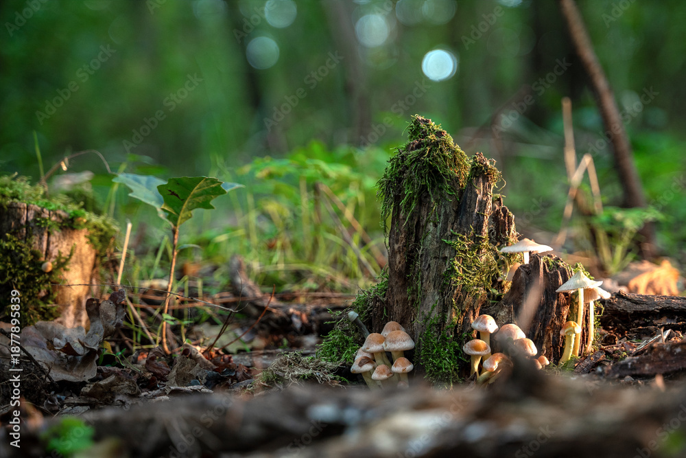 Obraz premium Forest mushrooms on a rotting tree trunk with moss in the forest
