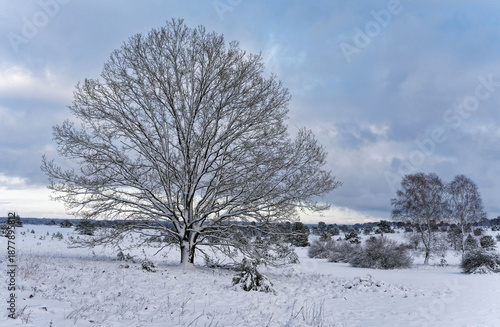 Winterlandschaft Lüneburger Heide zwischen Undeloh und Wilsede