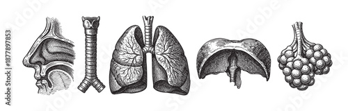 Detailed black and white sketch displays human respiratory system anatomy including nose, trachea, lungs, diaphragm, and alveoli against a white background.