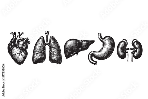 Detailed monochrome engraving of heart, lungs, liver, stomach and kidneys, isolated on white. Ideal for medical, educational or vintage-themed projects needing anatomical illustrations.