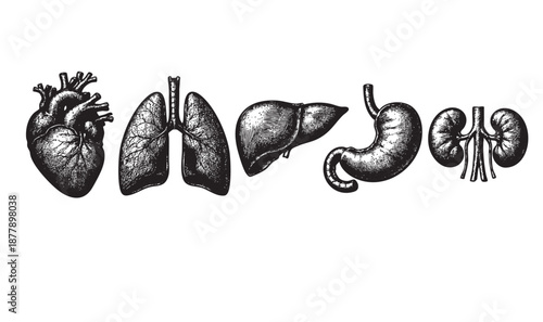 Detailed black and white engraving of anatomical organs, including heart, lungs, liver, stomach, and kidneys, isolated on a white background.