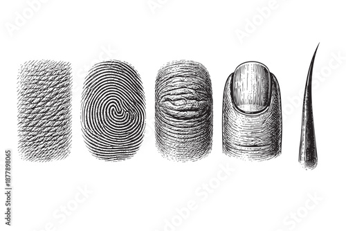 A detailed black and white illustration showcases the texture of skin, a fingerprint, a nail, and a strand of hair on a clean white background.