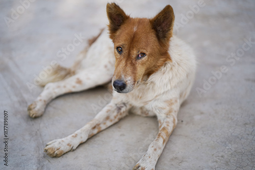 Photography Stray dog resting on pavement, Street dog lying on concrete, Calm dog relaxing outdoors, Indian street dog portrait, Lonely dog on urban ground stock photo