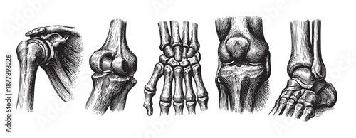 Monochrome vintage illustration showcasing several human joints: shoulder, elbow, wrist, knee, and ankle, ideal for medical and educational resources.