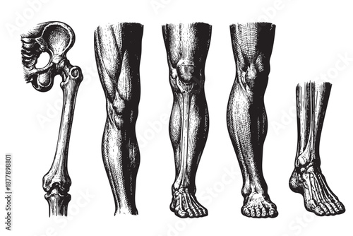 Detailed black and white vintage illustration showcasing human leg bones, muscles, and foot anatomy study on a white background.