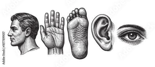 Detailed engraving of a man's head, hand, foot, ear, and eye displayed on a white background, ideal for medical illustrations, anatomical studies, or educational purposes.