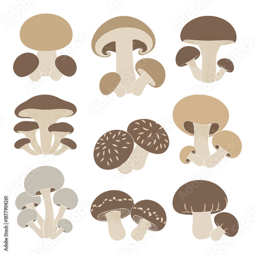 Collection of Various Mushroom Illustrations.