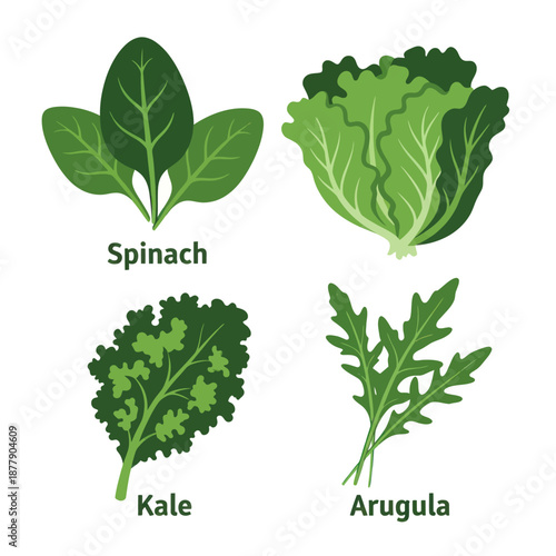 Spinach Kale Arugula Leafy Green Vegetables.