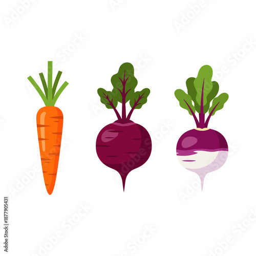 Carrot Beetroot Turnip Root Vegetables Illustration.
