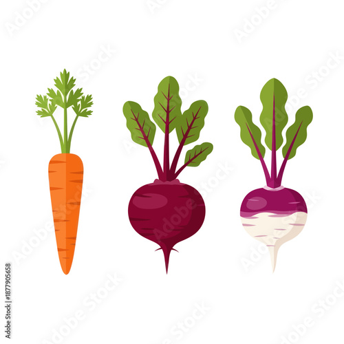 Carrot Beetroot and Radish Vegetables Illustration.