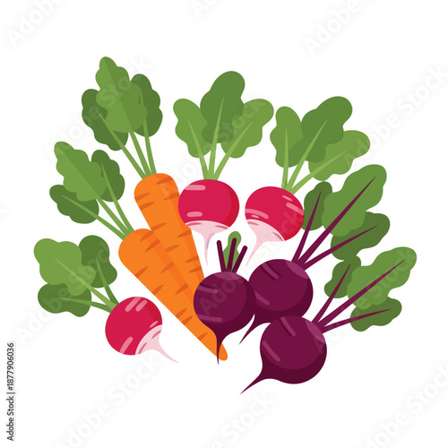 Fresh Vegetables Carrot Radish Beetroot Illustration.