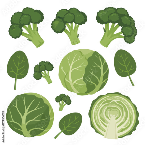 Cabbage Broccoli Vegetable Collection Illustration.