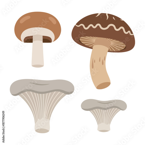 Collection of Different Mushroom Species Illustrations.
