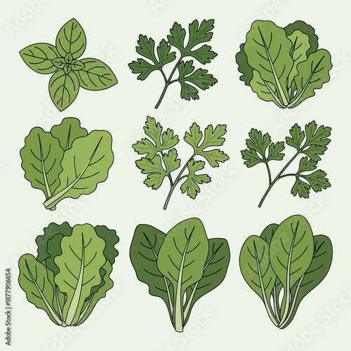 Various Green Leafy Herbs and Vegetables Illustration.