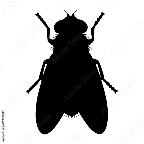 Black Fly Silhouette Isolated on White Background
