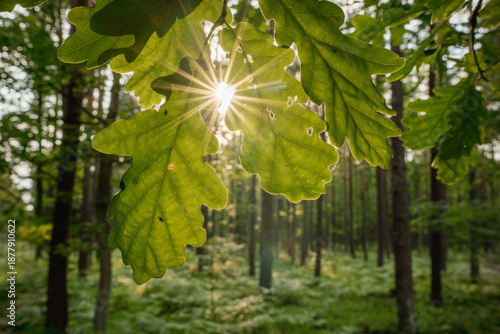 Close up of green oak leaves with sunlight shining through foliage in a forest setting. Natural light, summer woodland atmosphere and nature background concept.
