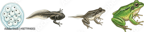 Frog Life Cycle Illustration Showing Eggs, Tadpole Development Stages, and Adult Frog for Biology Education, Science Learning, and Nature Design Projects