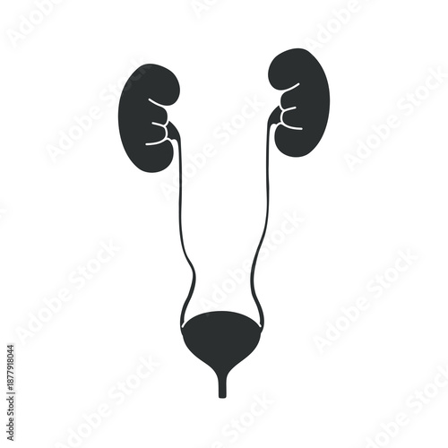 Vector illustration of Kidney and bladder organ. kidney and bladder anatomy stmbol. Vector design for medical poster, logo, symbol, donor, icon and education.