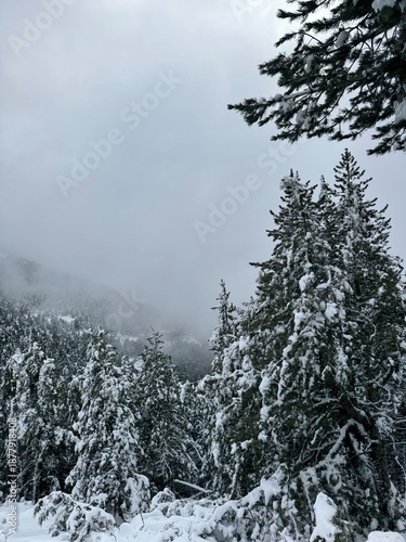 arboles nevados. Cataluña, 