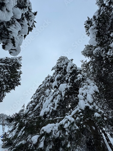 arboles nevados. Cataluña, 