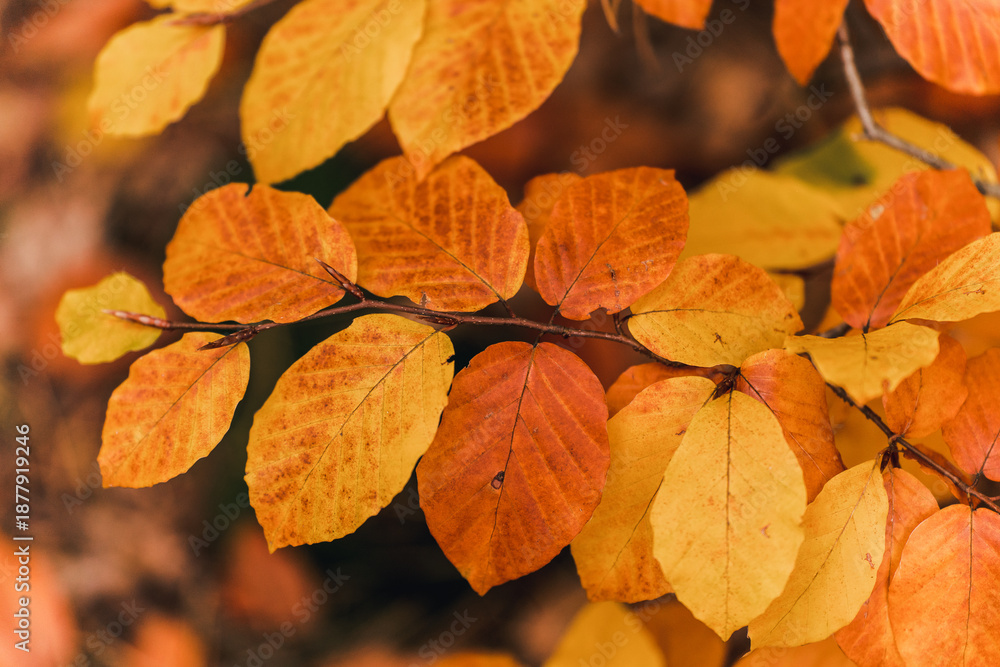 Obraz premium Close up of autumn leaves in warm golden light with forest background. Seasonal nature scene symbolizing change, passing time and autumn atmosphere. 